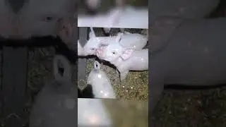 Деревенская жизнь