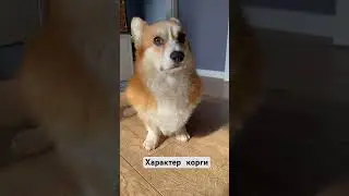 Собачья жизнь🤍