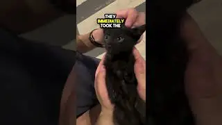 Nobody wanted to Adopt this Kitten due to its Weird Meows 😲😢💔