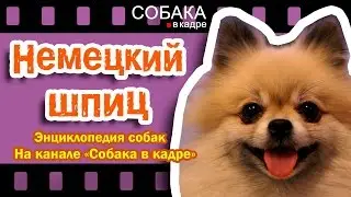 Немецкий шпиц (Европейский шпиц).