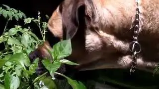 yo dog dont eat my taters