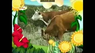 The Amazing World: Cows