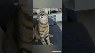 #cat
