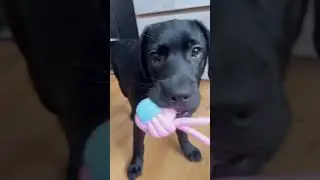 Спряталась в домик 😂 
