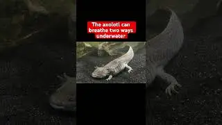 Axolotls Can Breathe Two Ways Underwater | #DeepLook #Shorts