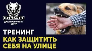 Как вести себя с бродячими собаками | Как защититься от нападения собак | Собака не укусит