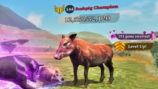 The Wolf - Bushpig Champion In Featured Savanahh Valley And Level Up To 77 🏆