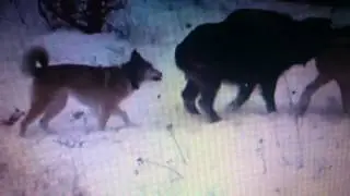 Зсл Титан работа по кабану