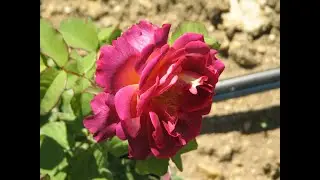 хлороз на розах, как определить, причины и лечение, chlorosis on roses, what causes and treatment
