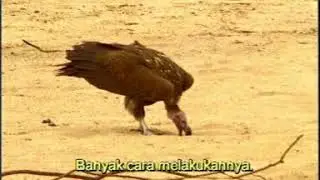 Siklus Pembaharuan / Paruh Usia pada Burung Rajawali (Keajaiban Rajawali)