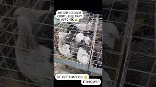Купить курочку