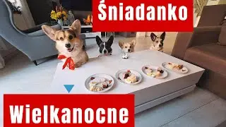 Śniadanko Wielkanocne z corgi i koteczką