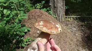 Поездка за грибами