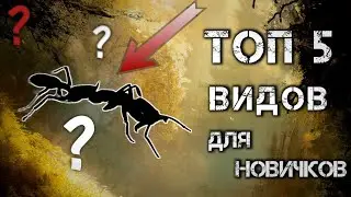ЛУЧШИЕ виды муравев для начинающих мирмекиперов. ТОП 5 видов для НОВИЧКОВ