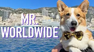 TOPI IN MONACO! - Topi the Corgi