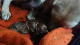 CAT-  pups