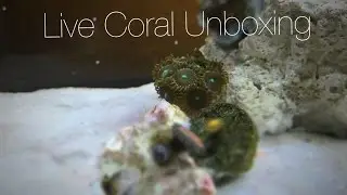 Live Coral Unboxing