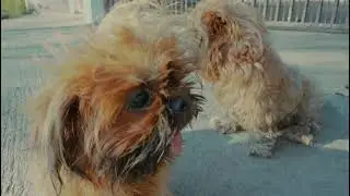 SUNSET PICTORIAL WITH CHAMBA & CHAMBE CUTE