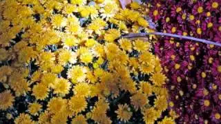 Flowers.wmv