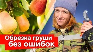ОБРЕЗКА ГРУШИ ВЕСНОЙ: снижаем крону и увеличиваем урожайность! Простые приемы обрезки груши