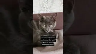 #коты #котики #animals #funnyvideos #funnyanimals #cats #funnycat #смешныекоты #смешныевидео