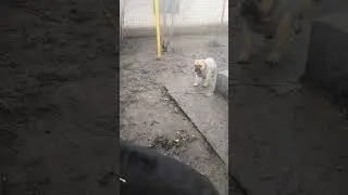 Эйсик радуется