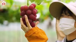 The Truth About the World's Most Expensive Grapes in Japan: Ruby Roman | Global Cuisine TV