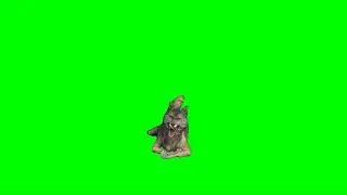 Animated Battle Wolf Green Screen Background