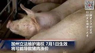 加州培根法维护猪权，将导致猪肉价格上涨；美国债务上限新协议影响粮食券 75万美国人