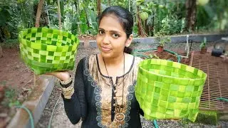 Coconut Tree Leaf Basket /DIY തെങ്ങോല കൊണ്ടിതാ ഒരു 
ഈസി കൂട.