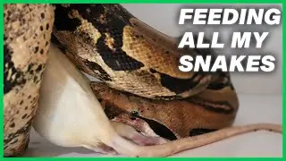Feeding ALL Of My Snakes + New Scorpion