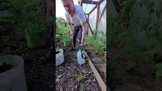 Опрыскивание томаты бором! #усаньканадаче #нашадачавгермании #сад #огород #дача #shorts