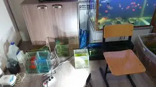 Аква ферма, немного работки, нерест Красной Тернеции, Красная кобра принесла еще малька, Аулофорус!