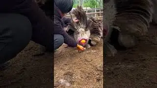 Wow, Camels Givings Big Size Egg | The view of camels laying eggs