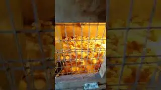 Суточная птичка в моём хозяйстве