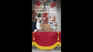 Yes, the Corgis do have coronation plans