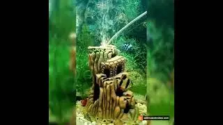 Мой аквариум -моя радость