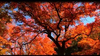 Lost Maples