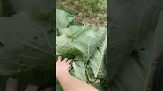 Супер Удобрение для Огурцов, Перца, Фасоли 