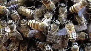 Первый осмотр пчел после зимовки