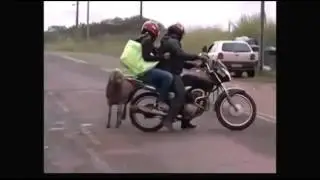 Баран против людей