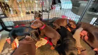 Doberman puppies 30 days old