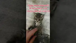 Котята будут видеть👀