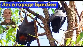 Лес. С обучающим центром, детской площадкой, барбекю и т.д. (видео 163)
