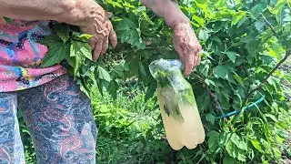 Хитрый способ быстро победить тлю если сильно закрутились листья. Берите на заметку.