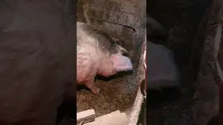 Огромная свинья не отдаёт поросят