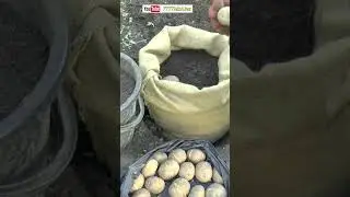 КАРТОШКА в МЕШКЕ 