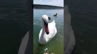 🦢Кормлю Лебедя на Речке 