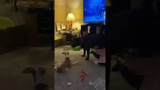 Hercules and Dobby Playing
