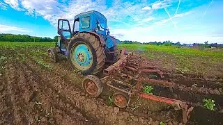 Тяпать не буду! Есть трактор Т-40ам / Влог из деревни